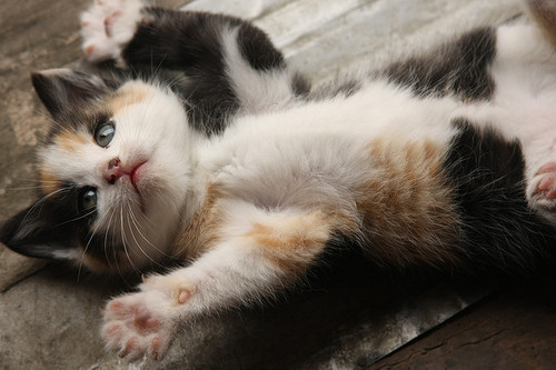 Kitteh Kats