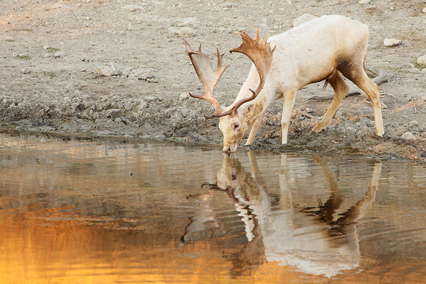 getawildlife:  Fallow Deer at Fossil Rim Wildlife Center near Glen Rose, Texas (by