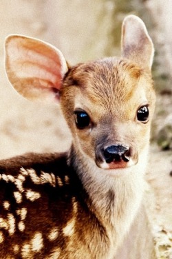 organicfeelings:  bambi 