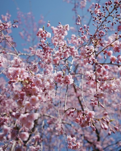 Springtime in Muskegon, MI - April 2017© Matt Allard