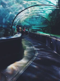 electric-daisy-forest:  Aquarium dates are the best dates 