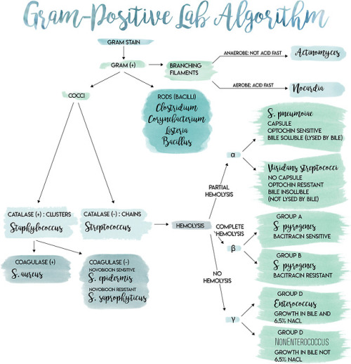 the-art-of-medicine:See more Bacterial Identification Lab Algorithms