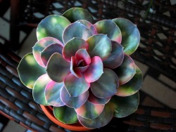 sixpenceee:  A rainbow succulent from here 