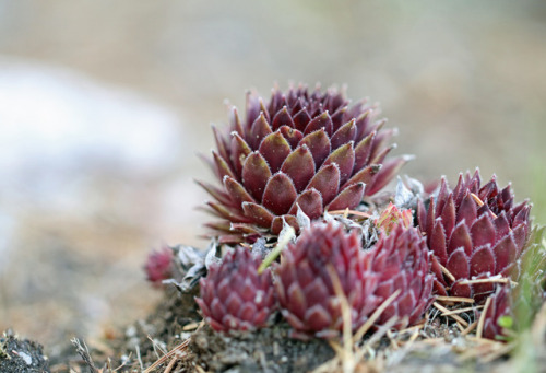 Common houseleek/taklök.