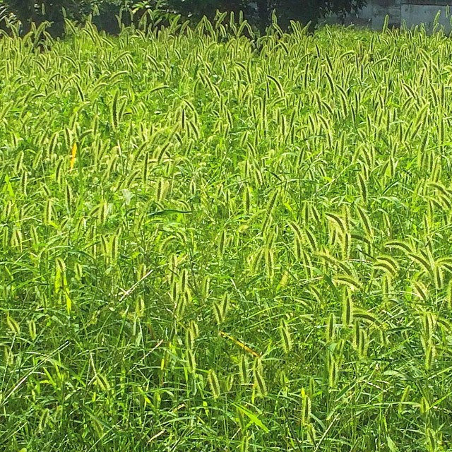 #ザ草部 #photooftheday #igersjp #green #grass #ネコジャラシ #エノコログサ