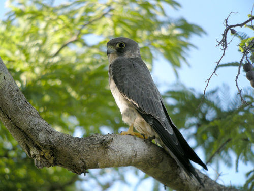 astronomy-to-zoology:Sooty Falcon (Falco concolor)…a medium-sized species of hobby (subgenus 