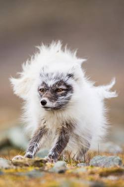 nunyabizni: everythingfox:    Arctic fox having a bad hair day Taken from r/foxes  Blows on it and makes a wish 