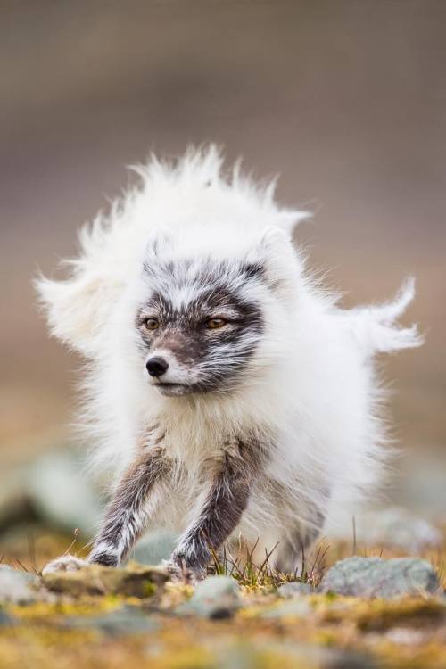 everythingfox:Arctic fox having a bad hair dayTaken from r/foxes