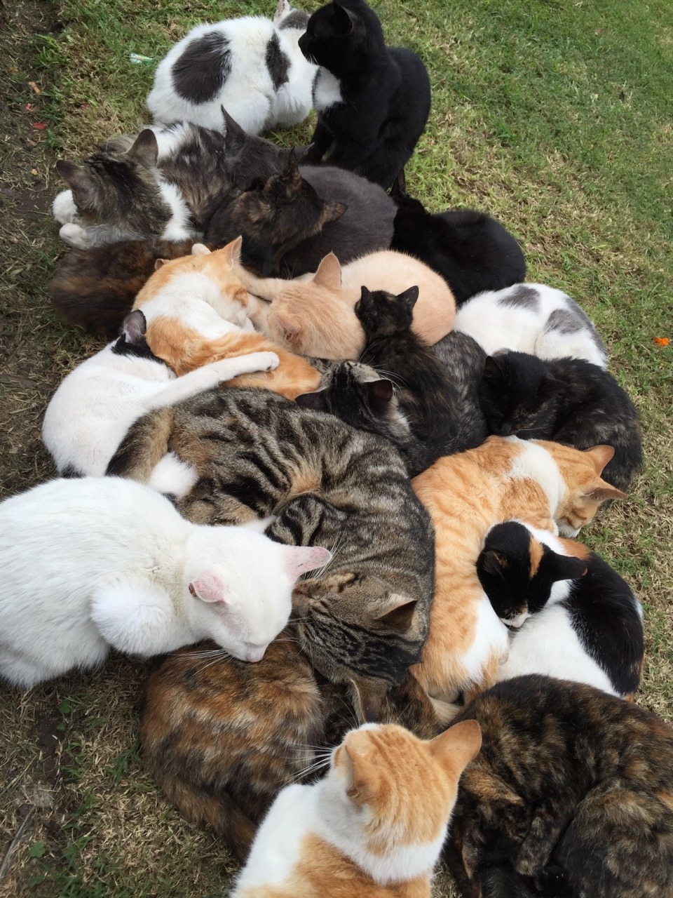 koallakitten:   nicknamenyquil:  ru-kah:  koallakitten:  I found a pile of cats and