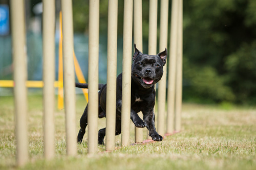 peetbools:Baci Little Black Miracle