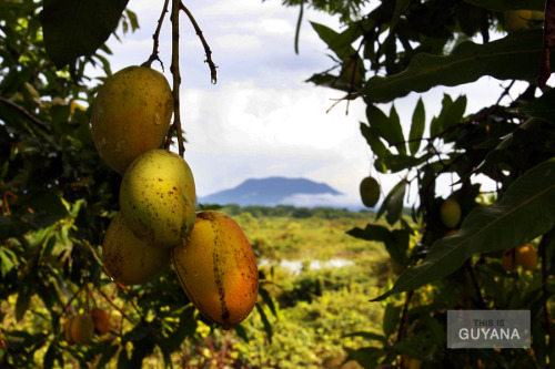 thisisguyana:A laden mango tree frames the landscape of the distant Kanuku Mountains in Lethem, Guya