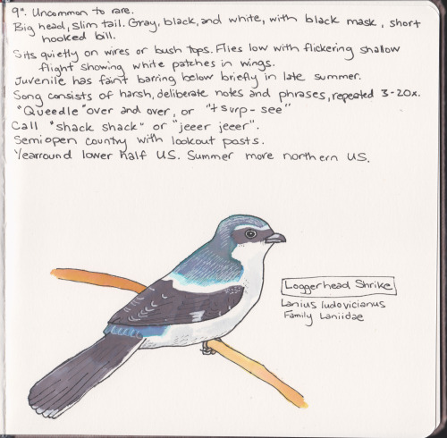 thewaterbirds