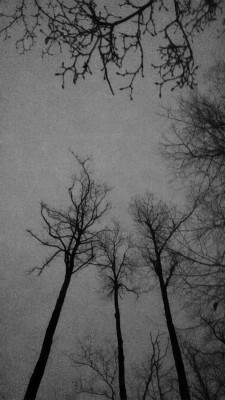 melancholysdearfriend:Graveyard trees