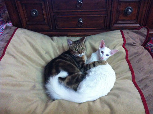 pangur-and-grim: I think they like each other