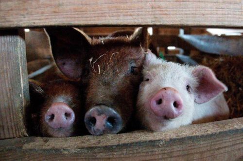 3 good reasons not to eat bacon! Via Veganism Is The Future