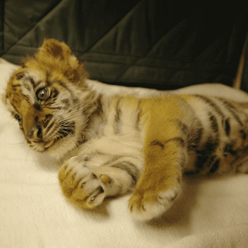 sdzoo: This tiger cub was rescued while being illegally trafficked into the U.S. Estimated to be 5-6