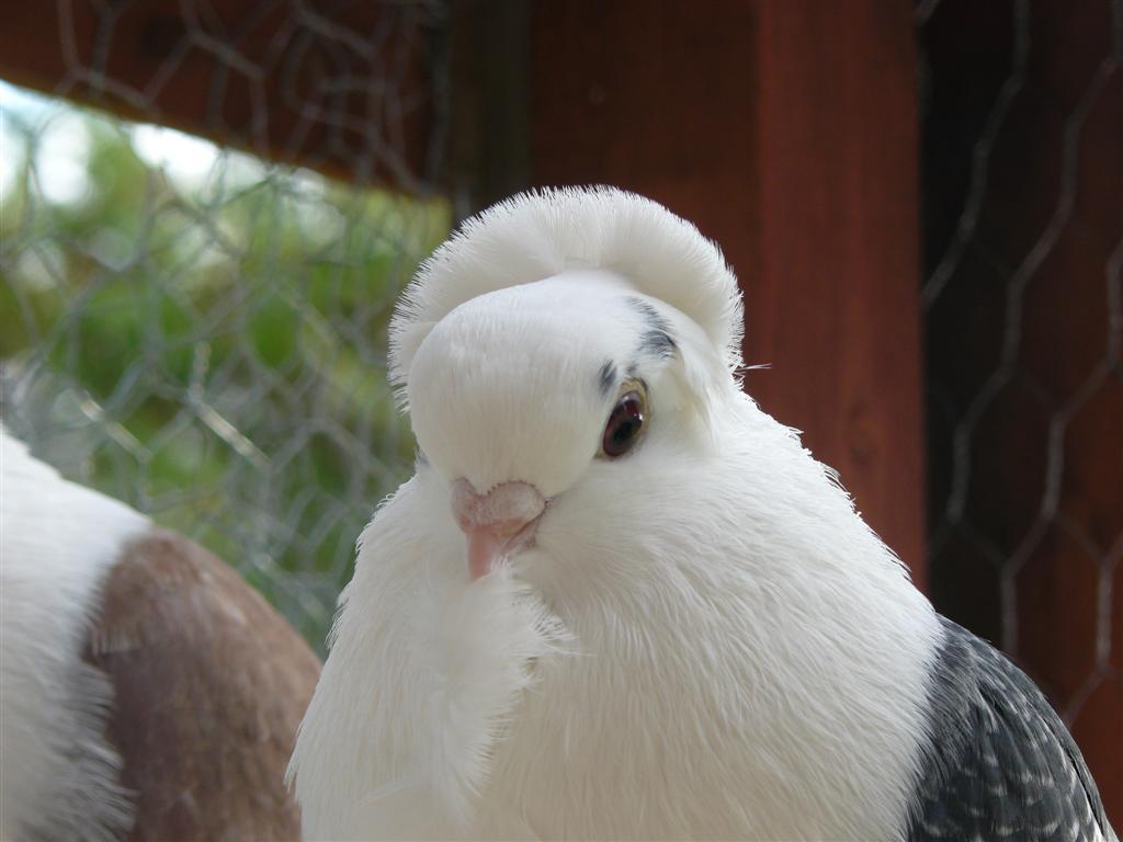 lostlegendaerie:  here are some pictures of old german owl pigeons to brighten your