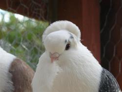 Lostlegendaerie:  Here Are Some Pictures Of Old German Owl Pigeons To Brighten Your