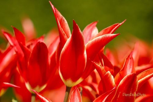 let’s color the world❤️☮️ #pieropelosphoto #canon #tulipani #arboretum #tulips #arboretumvolcj