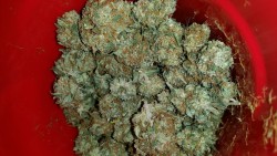 ghosttokes:  oz of some dank hairy shit that