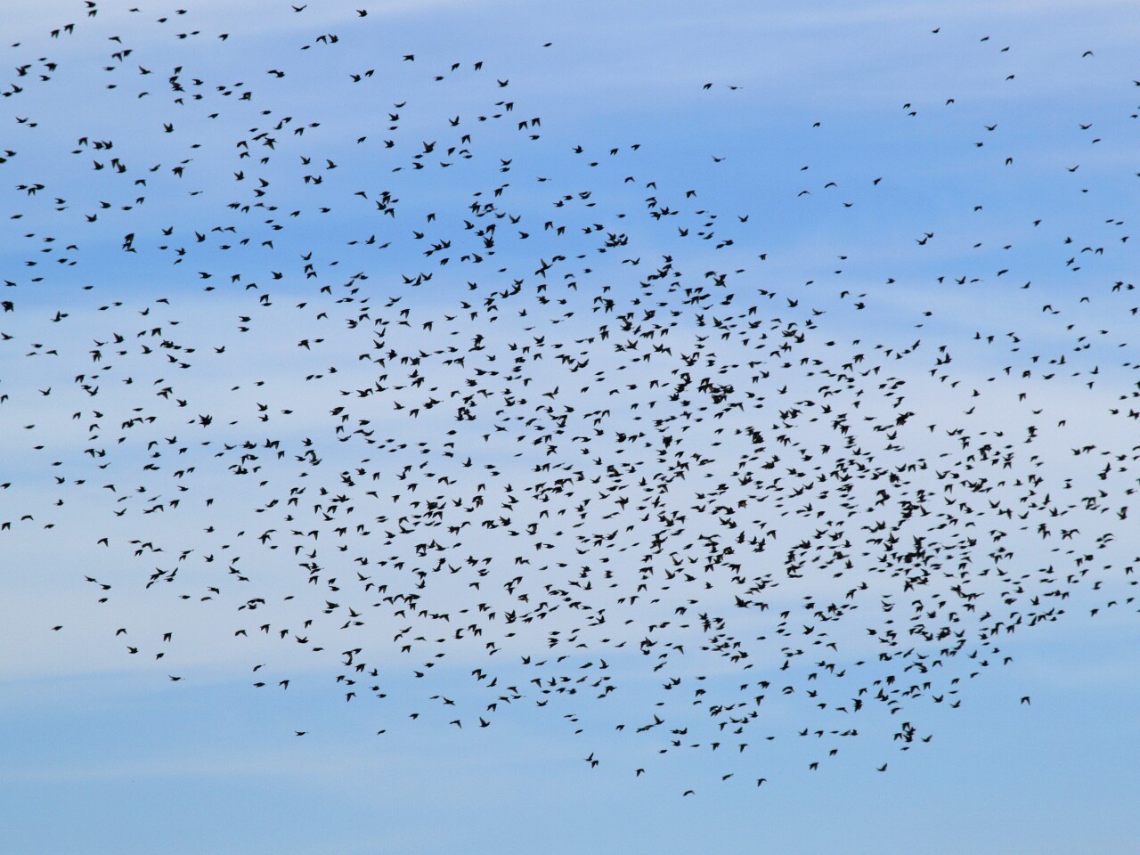 Mimicry, not telepathy, explains bird flock turns