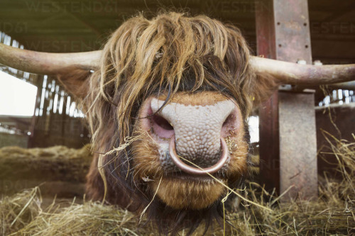Me, 11 Years Old: Omg Septum Rings Are So Stupid!' They Make You Look Like A Bull!!!
