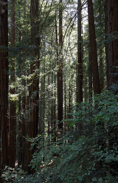 Muir Woods National Monument, Redwood Canyon, near Mill Valley, Marin, Ca., USA by Ministry on Flick