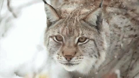 Baby Animal Posts