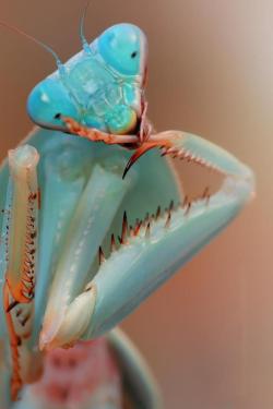 ecjl:  Blue Orchid Mantis (Hymenopus coronatus)