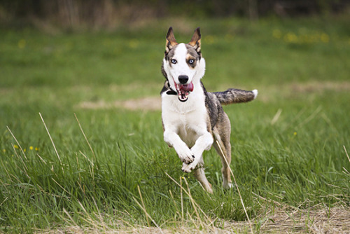 justslowdown: this is Kossu, a smooth collie/Siberian husky stud dog in Finland who i may need to pl