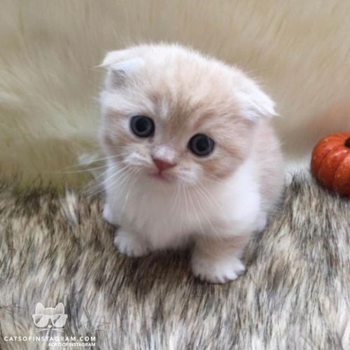 catsofinstagram:From @ScottishFoldMunchkins: “Little Pumba knows he’s adorable and gave 