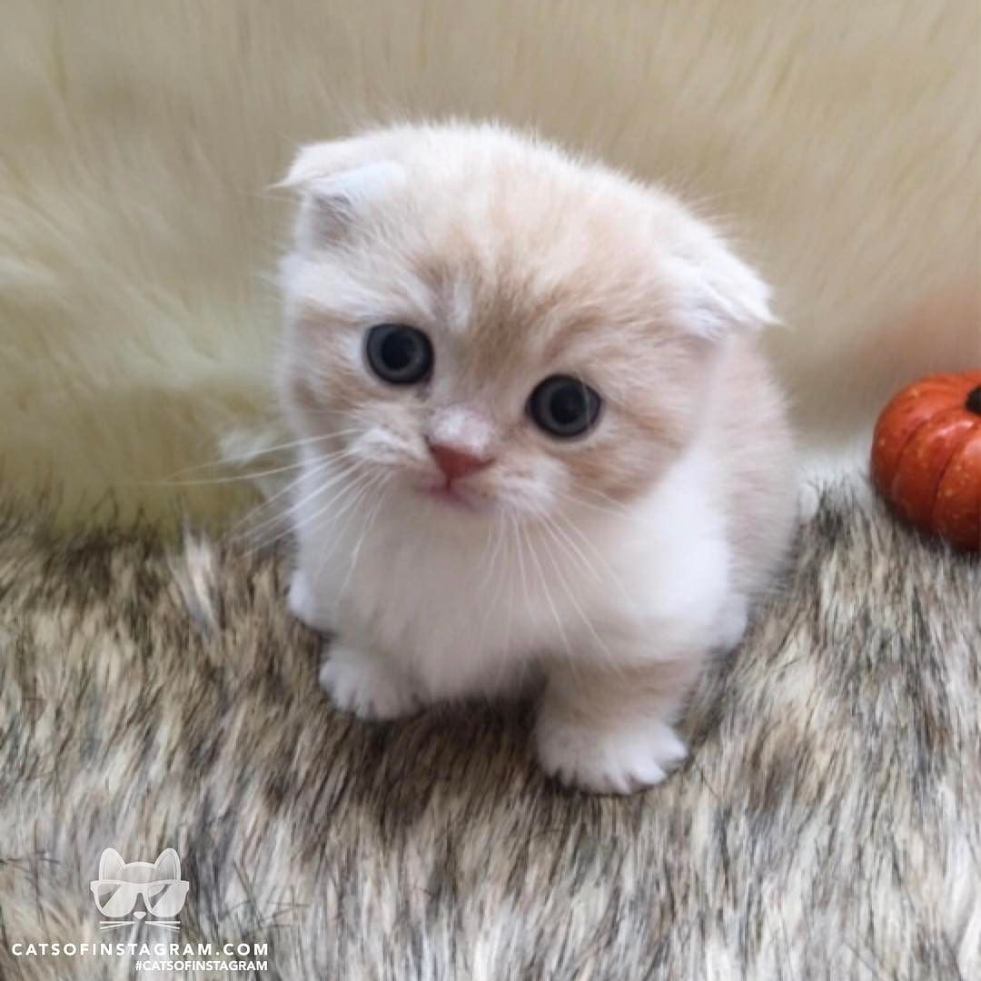 chubbycattumbling:  Cute yeah