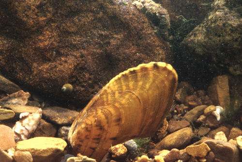 Fluted Kidneyshell (Ptychobranchus subtentum)
…a species of freshwater unionid bivalve, which is endemic to the Cumberland River and Tennessee River drainages in the United States. Like other unionids female P. subtentum are known to use...