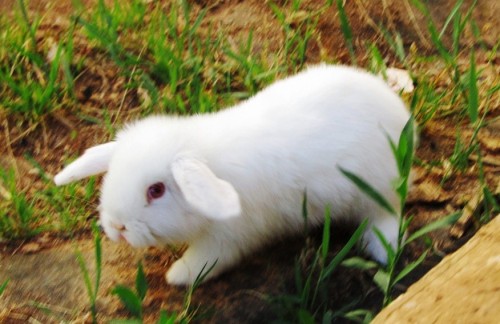 Bolito, el conejito más hermoso.Lo extraño mucho.