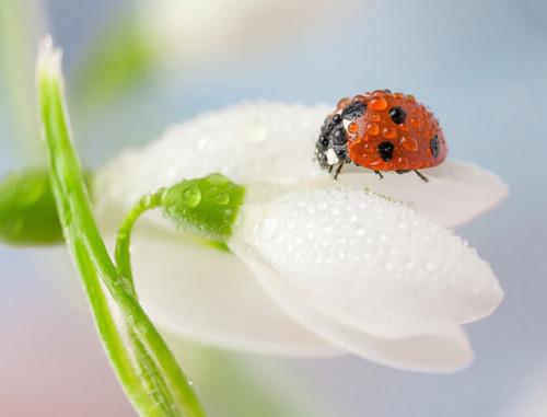 asylum-art:  Macro LadybugsIreland-based photographer Tomasz Skoczen has a knack for taking macro images, exposing the rarely seen worlds that surround us. Skoczen uses a Canon 5D Mark II in his backyard where he finds these marco scenes.Skoczen knows