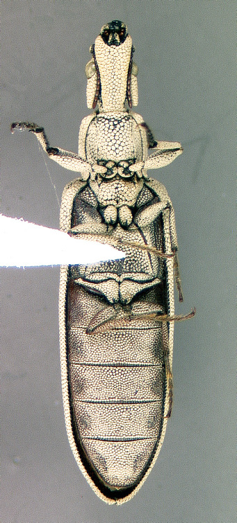 bowelflies:Tetraphalerus bruchi (Coleoptera: Ommatidae)