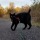 giant-black-cat-huh:  athenathebamf:  sonsylady:   afrodesiacworldwide:  IG-@Thesamurairider