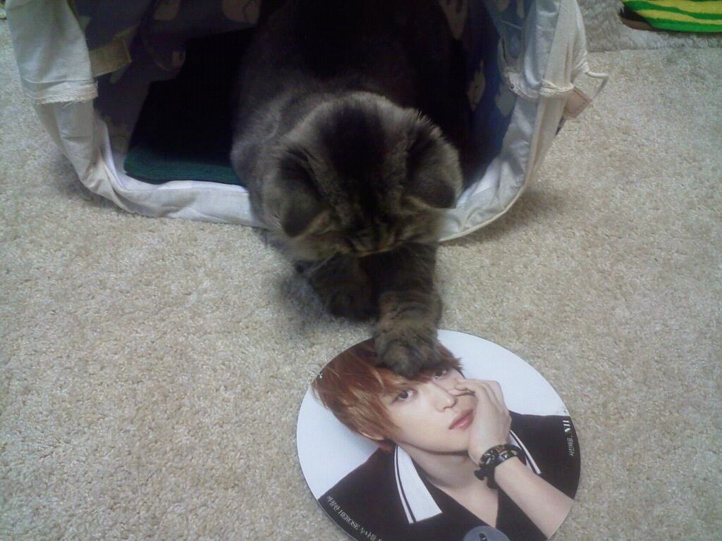 tohoshinqui:    mjjeje throwbacks + jiji