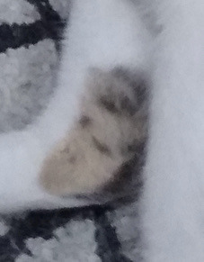 This Is Our Cat Wangji And This Is Niall From One Direction On This Leg
