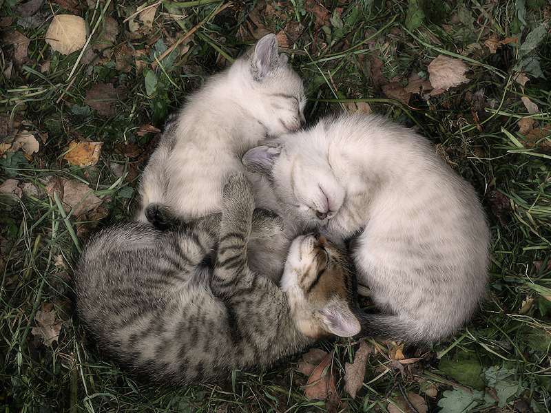 magicalnaturetour:     B&amp;W or Color by Ferran Jordan Photography ~ Sweet