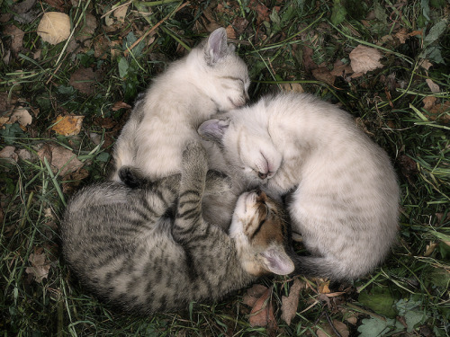 magicalnaturetour: B&W or Color by Ferran Jordan Photography ~ Sweet Dreams beautiful friends ♥