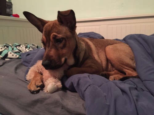 sniffing:unlawfully1:when Athena doesn’t feel well she likes to cuddle with her bunnyToday we found out the reason she hasn’t been feeling well is because Athena has parvo which is a highly fatal virus and with hospital treatment she only has at best