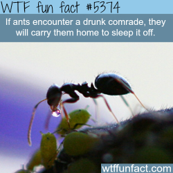 wtf-fun-factss:   Why ants are much like humans - WTF fun facts 