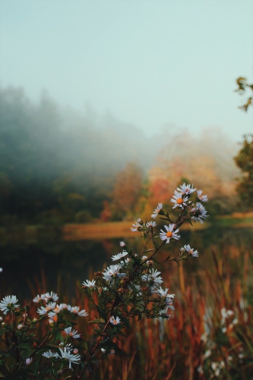 dayzea:Autumn along the Blue Ridge Parkway.