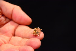 archiemcphee:  The Department of Outstanding Origami is dying to get its hands on one of these tiny origami robots. A team of MIT scientists just unveiled their awesome Untethered Miniature Origami Robot at the 2015 International Conference on Robotics