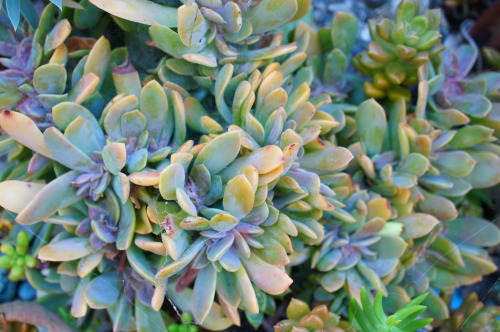 flora-file:
“Succulents in my garden - Nov 8 (by flora-file)
”