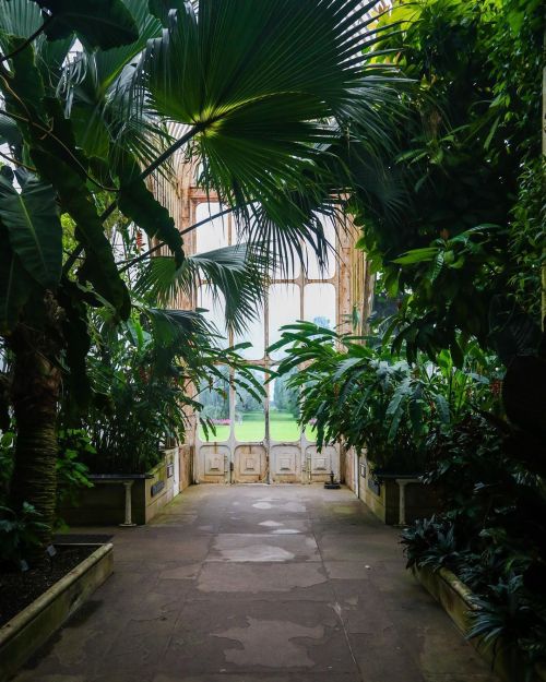 Inside the Palm. . . . . . #kew #kewgardens #gardens #botanicalgardens #architecture #palms #greenho