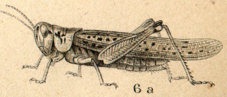 The Great Locust Swarms of 1874 - 1875.“The locusts have no king, Yet all of them go out in ranks.”—