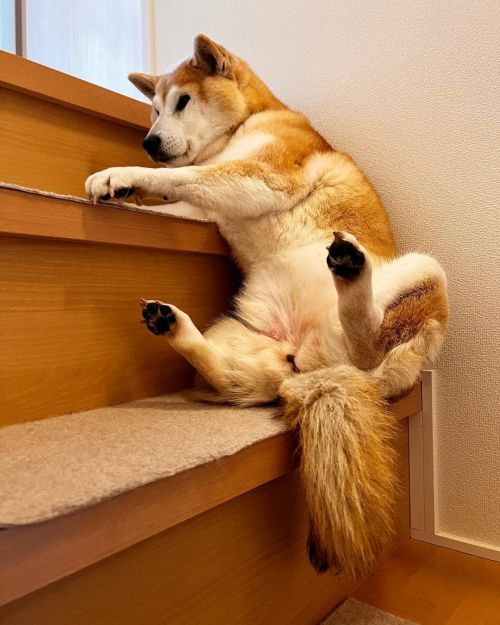 * She’s trying to go down the stairs but. . 気が向いたのか 階段降りようとするも… かわいい奴め#shiba#shibainu#glaucomado