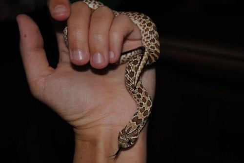 dannydevitoofficial: In need of downsizing my snake collection so I have to rehome my hognose snake.